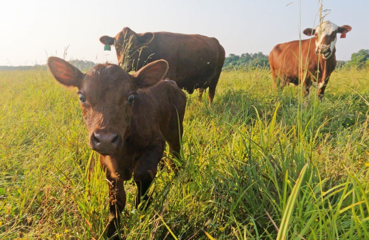 close up of calf